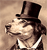 dog photographs