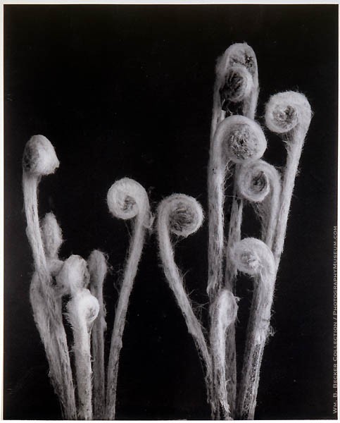 Edwin Hale Lincoln, “Cinnamon Fern,” 1904 platinum print — fern fronds and coiled fiddleheads