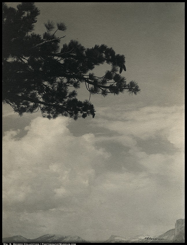 William E. Dassonville, 'From Glacier Point,' 1905 platinum print — a pine bough in silhouette against open sky above a low Yosemite ridgeline